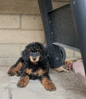 Jezebel, a female Poodle - Miniature  for sale in Laveen, AZ – Photo 2 of 6