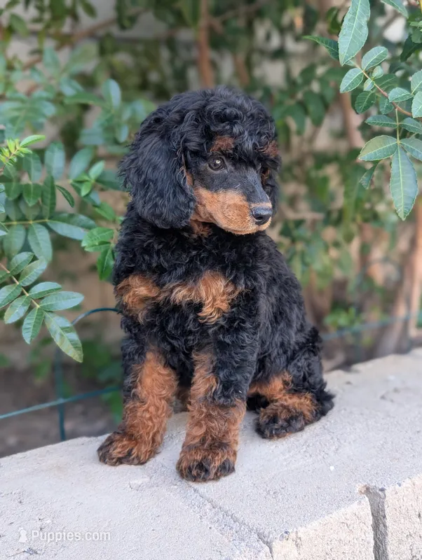 Jezebel – Poodle - Miniature  puppy for sale in Laveen, AZ
