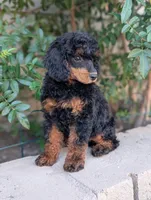 Jezebel, a female Poodle - Miniature  for sale in Laveen, AZ – Photo 1 of 6