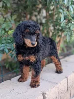 Jezebel, a female Poodle - Miniature  for sale in Laveen, AZ – Photo 6 of 6