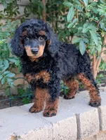 Jezebel, a female Poodle - Miniature  for sale in Laveen, AZ – Photo 5 of 6