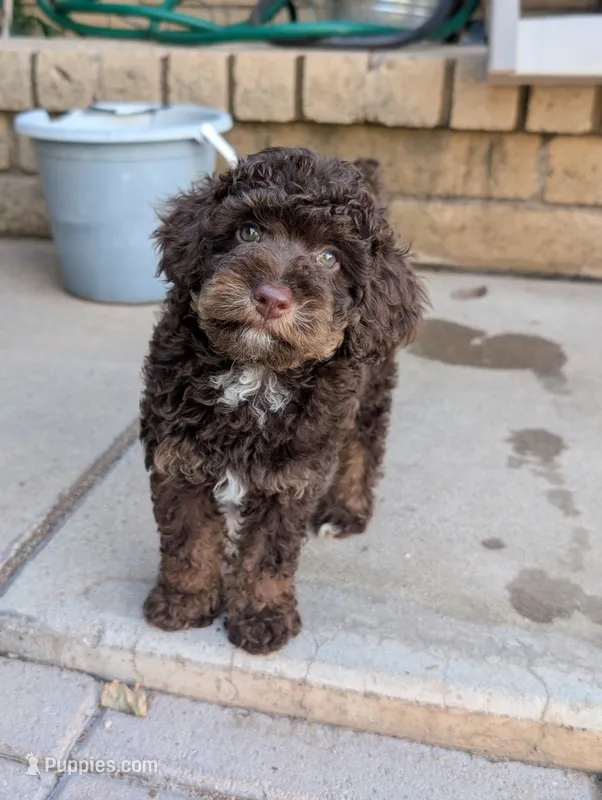 Otis – Poodle - Miniature  puppy for sale in Laveen, AZ