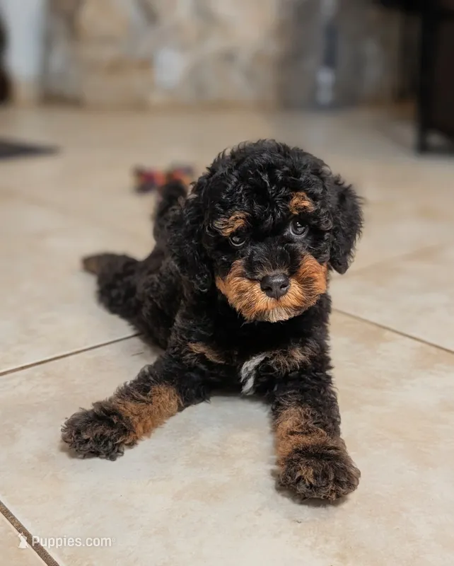 Flint – Poodle - Miniature  puppy for sale in Laveen, AZ