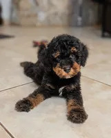 Flint, a male Poodle - Miniature  for sale in Laveen, AZ – 1 of 6
