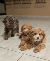Peanut, a male Poodle - Miniature  for sale in Laveen, AZ – 4 of 8