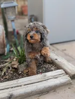 Mithra , a female Poodle - Toy  for sale in Laveen, AZ – Photo 2 of 4