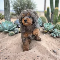 Mithra , a female Poodle - Toy  for sale in Laveen, AZ – Photo 1 of 4