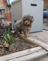 Mithra , a female Poodle - Toy  for sale in Laveen, AZ – Photo 3 of 4