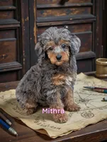 Mithra , a female Poodle - Toy  for sale in Laveen, AZ – Photo 4 of 4
