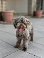 Tiny Brown Merle, a male Poodle - Miniature  for sale in Laveen, AZ – 3 of 7