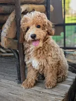Peanut, a male Poodle - Miniature  for sale in Laveen, AZ – 1 of 8