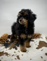 Chip, a male Poodle - Miniature  for sale in Laveen, AZ – Photo 1 of 5