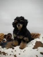 Chip, a male Poodle - Miniature  for sale in Laveen, AZ – Photo 5 of 5