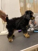 Chip, a male Poodle - Miniature  for sale in Laveen, AZ – Photo 4 of 5