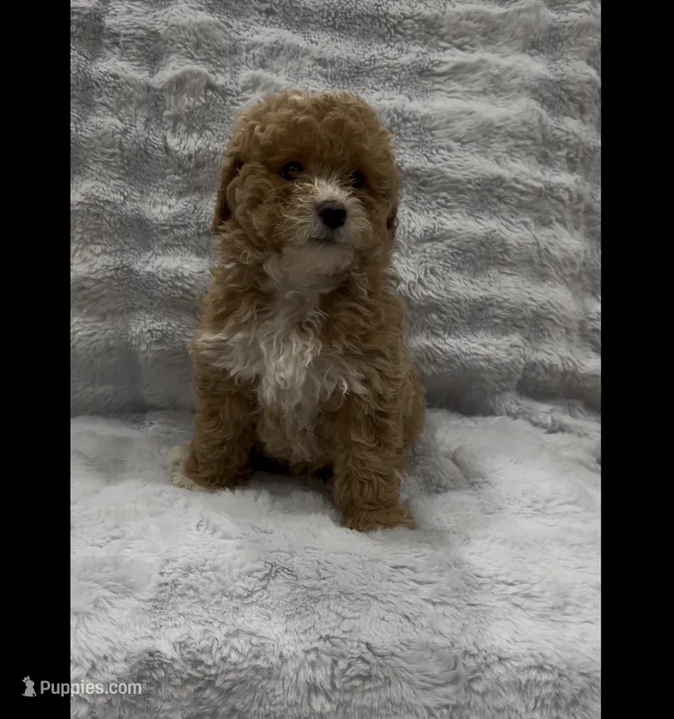 Cookie – Goldendoodle puppy for sale in Atlanta, GA