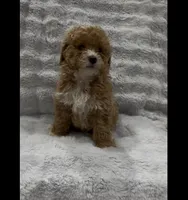 Cookie, a female Goldendoodle for sale in Atlanta, GA – 1 of 4