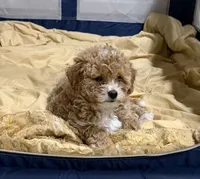 Cookie, a female Goldendoodle for sale in Atlanta, GA – 4 of 4