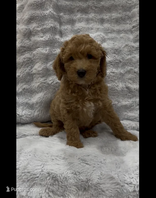 Buddy – Goldendoodle puppy for sale in Atlanta, GA