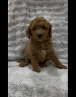 Buddy, a male Goldendoodle for sale in Atlanta, GA – 1 of 2