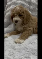 Muffin, a female Goldendoodle for sale in Atlanta, GA – 4 of 6