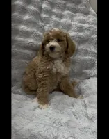 Muffin, a female Goldendoodle for sale in Atlanta, GA – 3 of 6