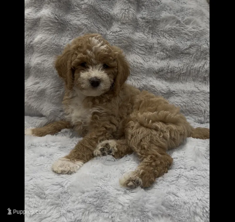 Muffin – Goldendoodle puppy for sale in Atlanta, GA