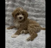 Muffin, a female Goldendoodle for sale in Atlanta, GA – 1 of 6