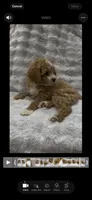 Muffin, a female Goldendoodle for sale in Atlanta, GA – 6 of 6