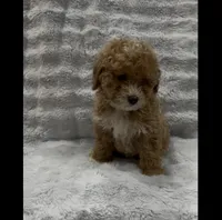 Cookie, a female Goldendoodle for sale in Atlanta, GA – 2 of 4