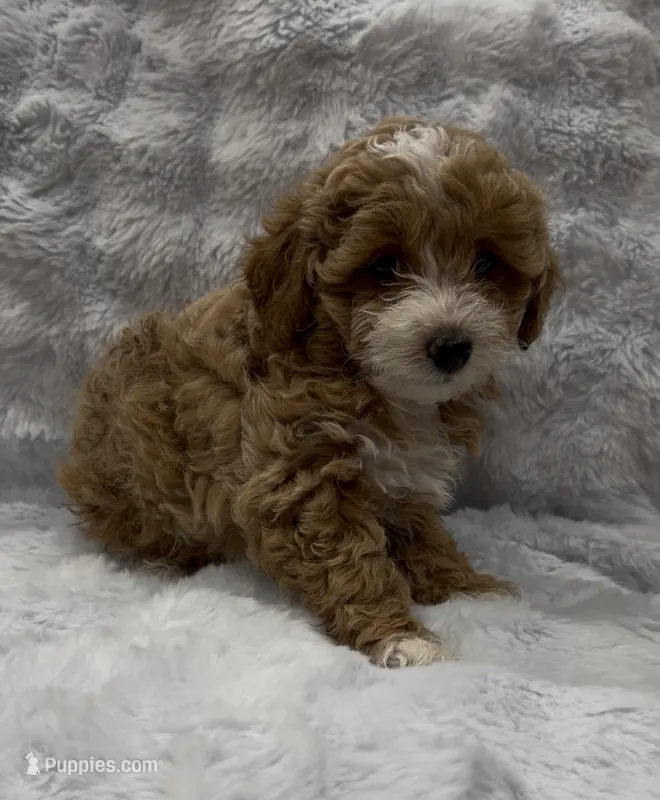 Cupcake – Goldendoodle puppy for sale in Atlanta, GA