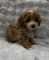 Cupcake, a female Goldendoodle for sale in Atlanta, GA – 1 of 1