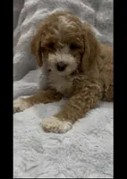 Muffin, a female Goldendoodle for sale in Atlanta, GA – 5 of 6
