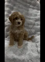 Muffin, a female Goldendoodle for sale in Atlanta, GA – 2 of 6
