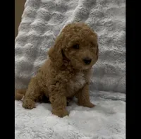 Lucky, a male Goldendoodle for sale in Atlanta, GA – 2 of 2
