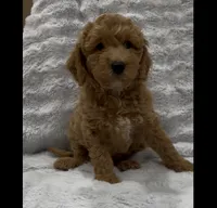 Buddy, a male Goldendoodle for sale in Atlanta, GA – 2 of 2
