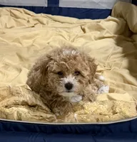 Cookie, a female Goldendoodle for sale in Atlanta, GA – 3 of 4