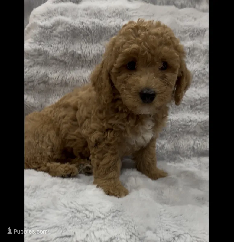 Lucky – Goldendoodle puppy for sale in Atlanta, GA