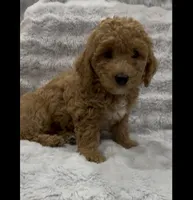 Lucky, a male Goldendoodle for sale in Atlanta, GA – 1 of 2