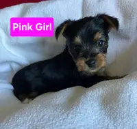 Pink girl, a female Yorkshire Terrier for sale in Rapid City, SD – Photo 2 of 5