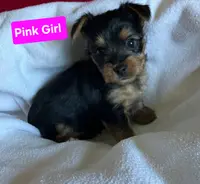 Pink girl, a female Yorkshire Terrier for sale in Rapid City, SD – Photo 1 of 5