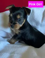 Pink girl, a female Yorkshire Terrier for sale in Rapid City, SD – Photo 5 of 5