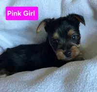 Pink girl, a female Yorkshire Terrier for sale in Rapid City, SD – Photo 4 of 5