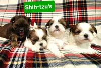 Blue boy, a male Shih Tzu for sale in Rapid City, SD – Photo 3 of 8