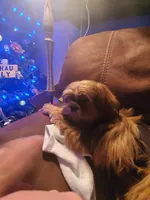 Blue boy, a male Shih Tzu for sale in Rapid City, SD – Photo 8 of 8