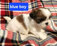 Blue boy, a male Shih Tzu for sale in Rapid City, SD – Photo 2 of 8