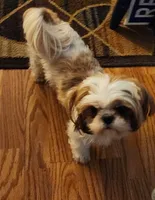 Blue boy, a male Shih Tzu for sale in Rapid City, SD – Photo 5 of 8