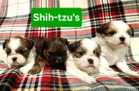 Blue boy, a male Shih Tzu for sale in Rapid City, SD – Photo 4 of 8