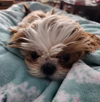 Blue boy, a male Shih Tzu for sale in Rapid City, SD – Photo 6 of 8