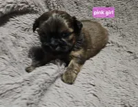Pink girl, a female Shih Tzu for sale in Rapid City, SD – 4 of 6