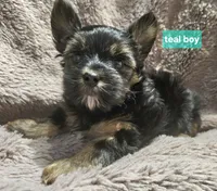 Teal boy Yorkie, a male Yorkshire Terrier for sale in Rapid City, SD – 5 of 7